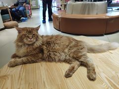 -藏猫猫咖啡主题馆(中央大道店)