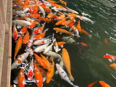 -南宫五洲植物乐园