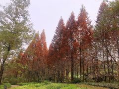 -重庆彩云湖湿地公园