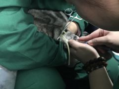 -瑞派长江宠物医院·猫科·外科·24小时夜护(谊城公寓分院)