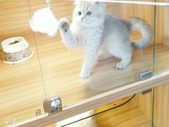 -猫十亿·布偶金渐层·曼基康矮脚猫舍(青年路店)