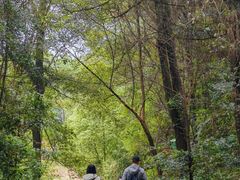 -铁山坪森林公园