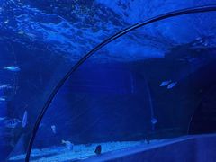 -太平洋海底世界