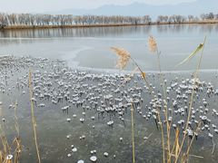 -野鸭湖国家湿地公园