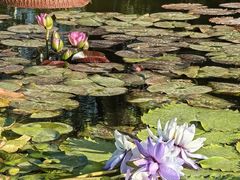 -莲花池公园