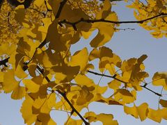 -四川大学(华西校区)