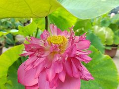 -莲花池公园
