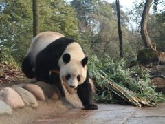 -中国大熊猫保护研究中心雅安碧峰峡基地