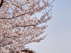 -顾村公园