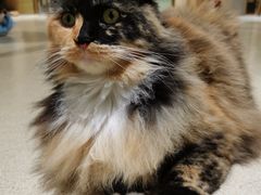 -藏猫猫咖啡主题馆(中央大道店)