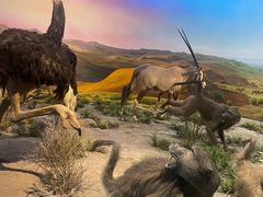 -国家自然博物馆