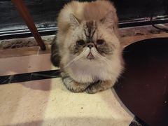 -猫色咖啡·猫咖