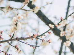 -香雪海