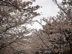 -高东镇樱花园