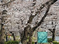 -井之头恩赐公园