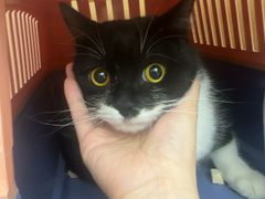 -瑞派康怡24h宠物医院·犬猫医疗中心·微创绝育(瑞景分院)