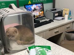 -半岛宠物医院24小时(科华中路店)