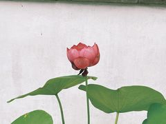 -拙政园