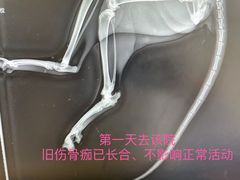 -邢大夫动物医院