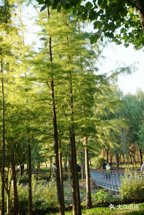 北龙湖湿地公园图片