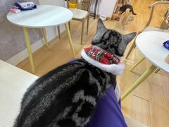 -猫咪派对(江南西店)