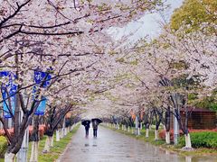 景点-高东镇樱花园