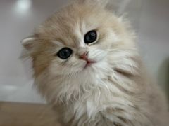 -青奢宠物·青奢猫舍