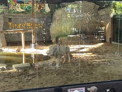 -清迈夜间动物园