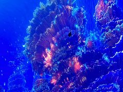 -海合安天津极地海洋公园