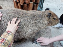 -北京野生动物园