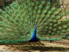 -西霞口神雕山野生动物世界