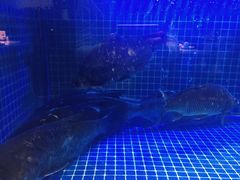 -姜君·千岛湖鱼头馆(浦东大道店)
