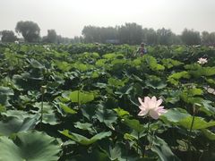 -白洋淀景区