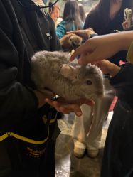 -Zoolung Zoolung动物主题公园(海信广场店)