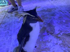 -海合安青岛极地海洋公园
