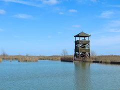 -盐城丹顶鹤湿地生态旅游区