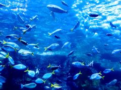 -珠海长隆海洋王国