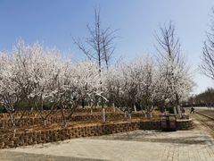 -永定河休闲森林公园