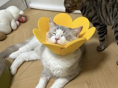 -美美宠物诊疗中心·异宠·骨科(滨江东信分院)