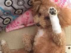 -骐奇宠物诊疗中心(南亭公路店)