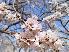 -桃花堤公园