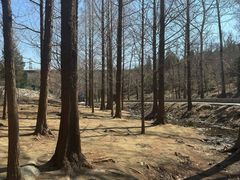 -白水寺森林公园