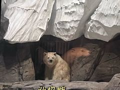 -海合安武汉极地海洋公园