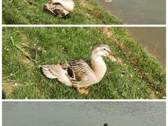 -海淀公园
