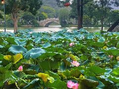 -惠州西湖风景名胜区-丰渚园