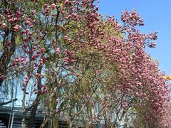 -洛阳市隋唐城遗址植物园