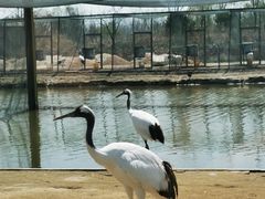 -盐城丹顶鹤湿地生态旅游区