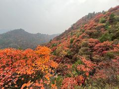 -秦岭风景区