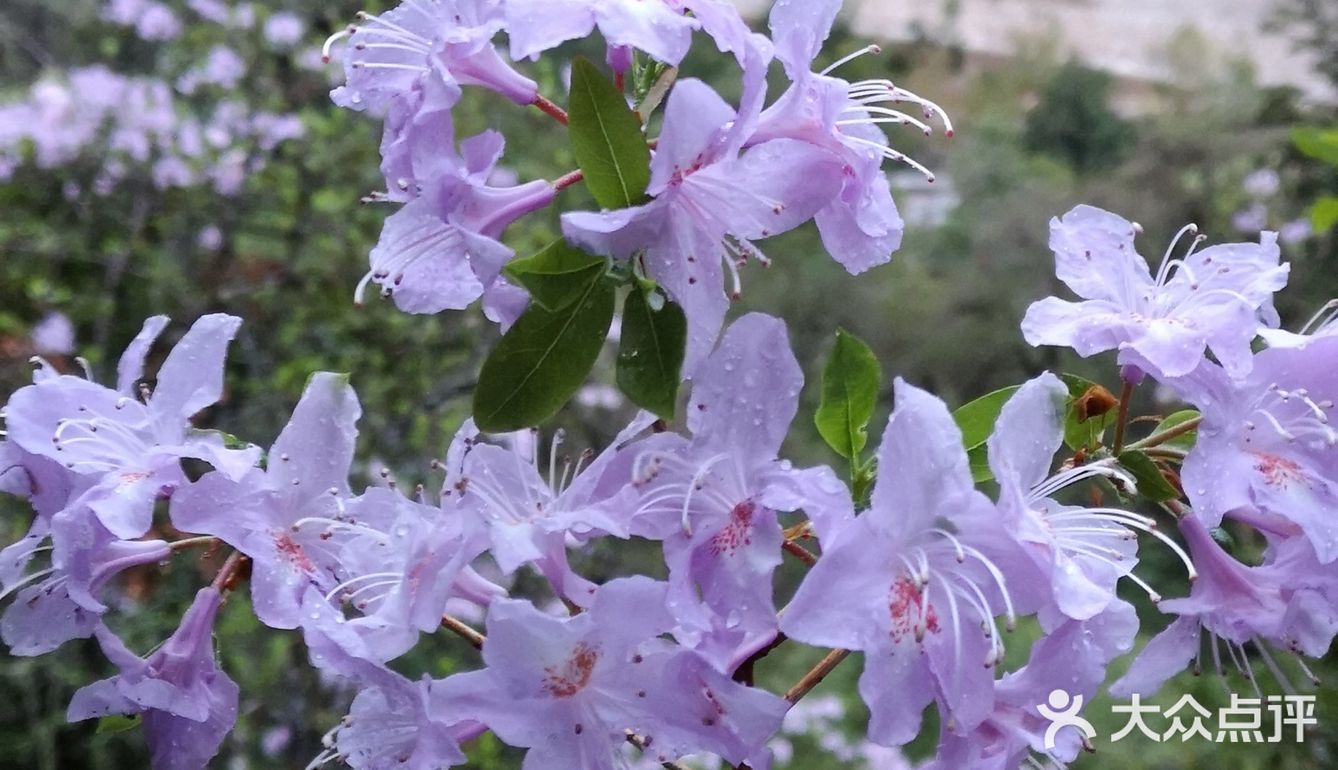 巴拉格宗漫山遍野的杜鹃花太美啦！
