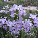 巴拉格宗漫山遍野的杜鹃花太美啦！